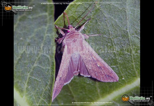 Thumbnail image #2 of the Armyworm-Moth
