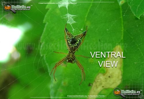 Thumbnail image #3 of the Arrow-shaped-Micrathena-Spider