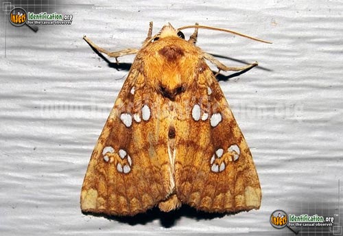 Thumbnail image of the Ash-Tip-Borer-Moth