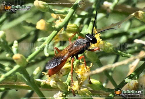 Thumbnail image of the Ashmeads-Digger-Wasp