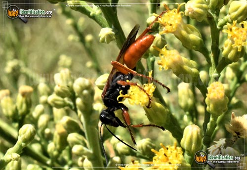 Thumbnail image #2 of the Ashmeads-Digger-Wasp
