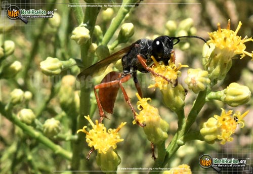 Thumbnail image #3 of the Ashmeads-Digger-Wasp