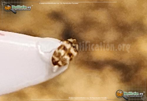 Thumbnail image of the Asian-Carpet-Beetle