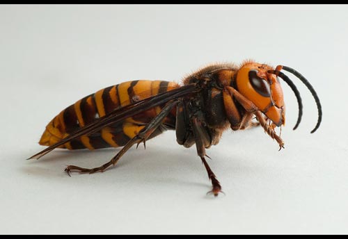 Thumbnail image of the Asian-Giant-Hornet