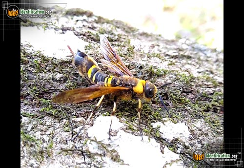 Thumbnail image of the Asian-Horntail-Wasp