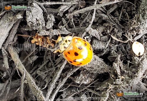 Thumbnail image #11 of the Asian-Multicolored-Lady-Beetle