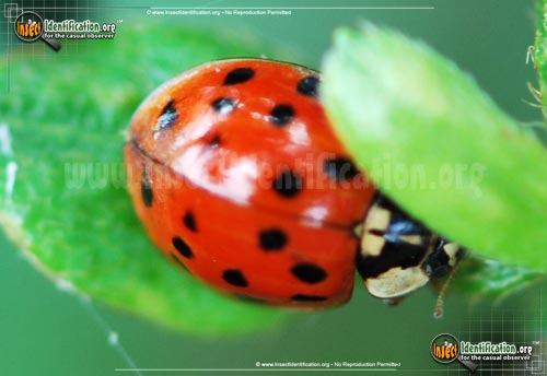 Thumbnail image #14 of the Asian-Multicolored-Lady-Beetle