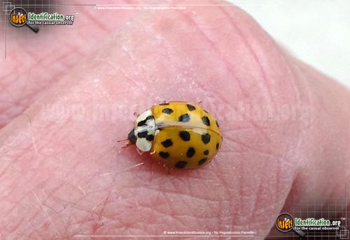 Thumbnail image #15 of the Asian-Multicolored-Lady-Beetle