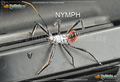 Thumbnail image #14 of the Assassin-Bug