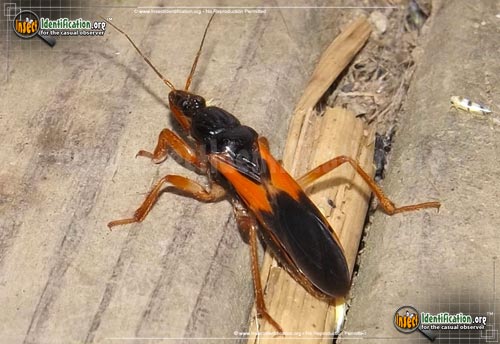 Thumbnail image of the Assassin-Bug-Sirthenia-Carinata