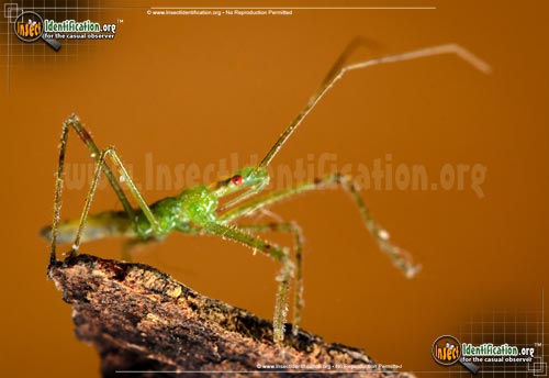 Thumbnail image of the Assassin-Bug-Zelus-Luridus
