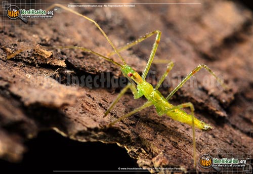 Thumbnail image #4 of the Assassin-Bug-Zelus-Luridus