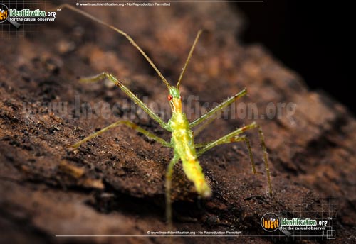 Thumbnail image #6 of the Assassin-Bug-Zelus-Luridus