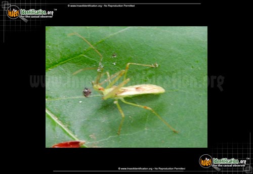 Thumbnail image #2 of the Assassin-Bug-Zelus-Luridus