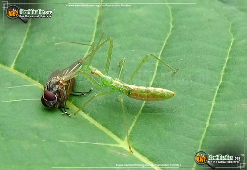 Thumbnail image #8 of the Assassin-Bug-Zelus-Luridus