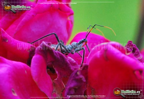Thumbnail image #2 of the Assassin-Bug