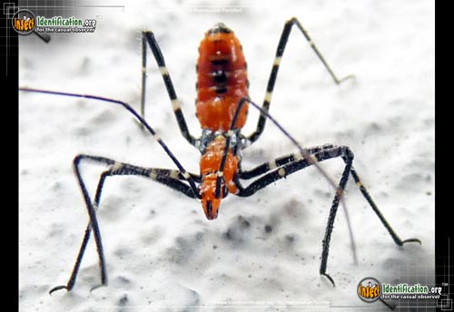 Thumbnail image #10 of the Assassin-Bug