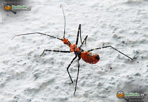 Thumbnail image #7 of the Assassin-Bug