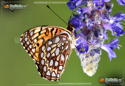Thumbnail image #2 of the Atlantis-Fritillary-Butterfly