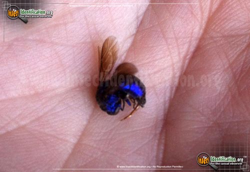 Thumbnail image #4 of the Augochlora-Sweat-Bee