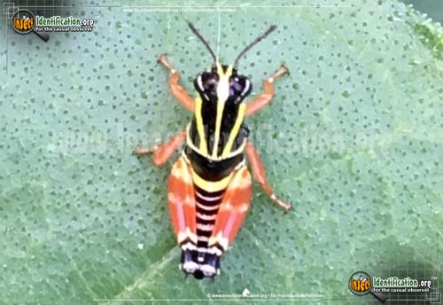 Thumbnail image of the Aztec-Spur-throat-Grasshopper