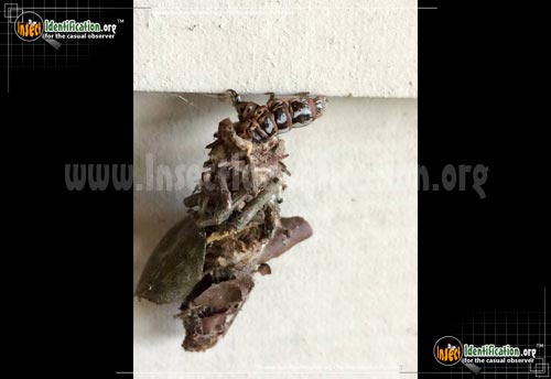 Thumbnail image #2 of the Bagworm-Moth