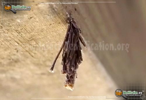Thumbnail image #3 of the Bagworm-Moth