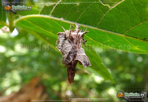 Thumbnail image #4 of the Bagworm-Moth