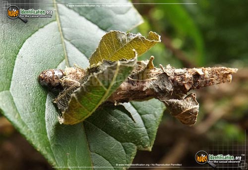 Thumbnail image of the Bagworm-Moth