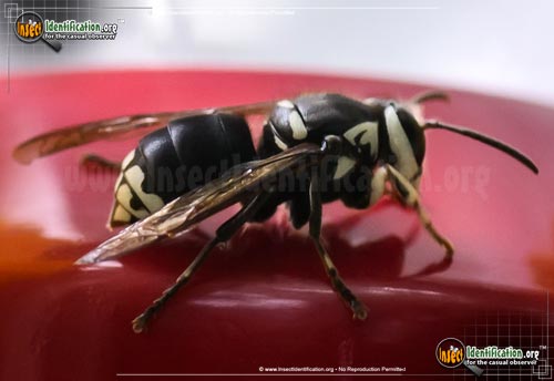 Thumbnail image #3 of the Bald-Faced-Hornet