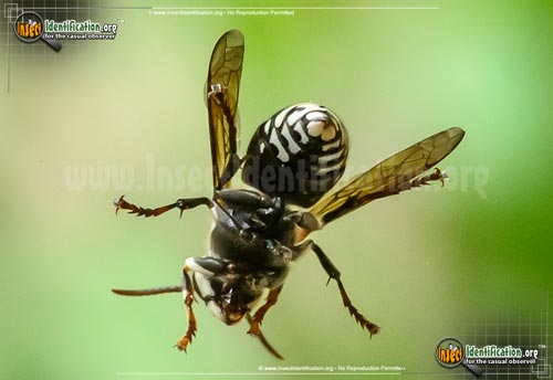 Thumbnail image #6 of the Bald-Faced-Hornet
