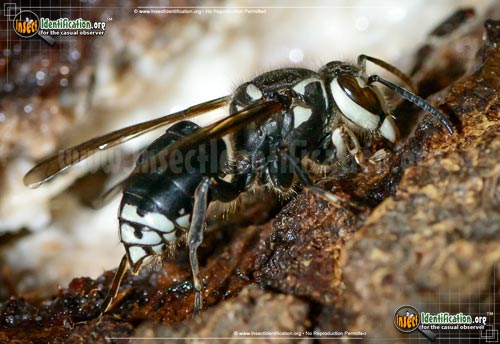 Thumbnail image #2 of the Bald-Faced-Hornet
