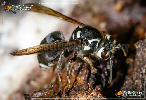 Thumbnail image #5 of the Bald-Faced-Hornet