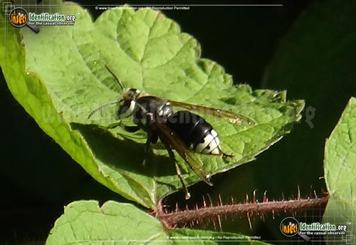 Thumbnail image #14 of the Bald-Faced-Hornet