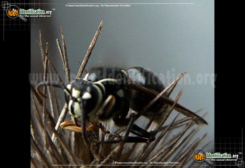 Thumbnail image #12 of the Bald-Faced-Hornet