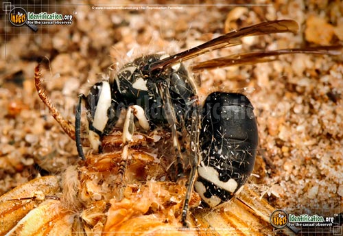 Thumbnail image #7 of the Bald-Faced-Hornet