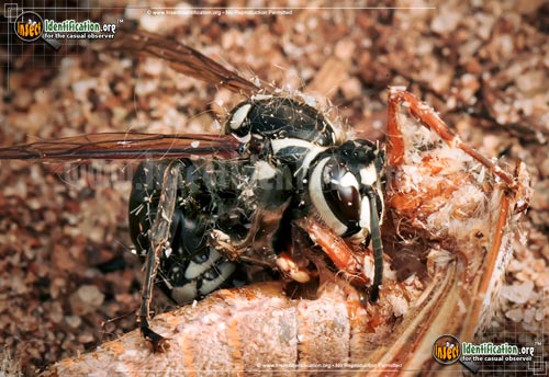 Thumbnail image #13 of the Bald-Faced-Hornet