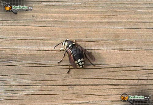 Thumbnail image #10 of the Bald-Faced-Hornet