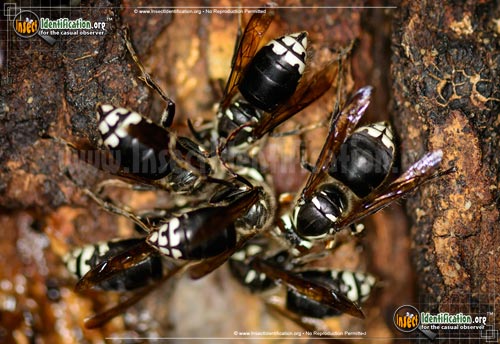 Thumbnail image of the Bald-Faced-Hornet