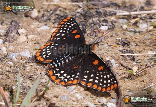 Thumbnail image of the Baltimore-Checkerspot-Butterfly