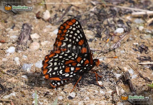 Thumbnail image #2 of the Baltimore-Checkerspot-Butterfly