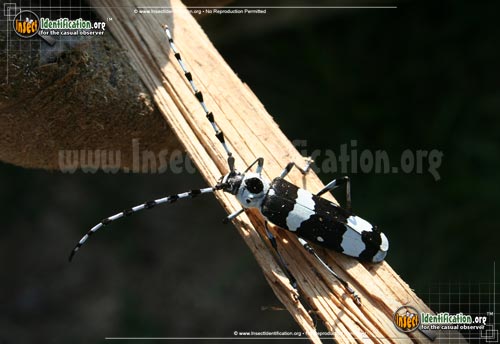 Thumbnail image of the Banded-Alder-Borer-Beetle