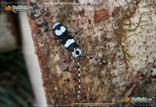 Thumbnail image #3 of the Banded-Alder-Borer-Beetle