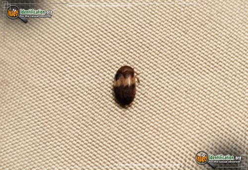 Thumbnail image of the Banded-Black-Carpet-Beetle