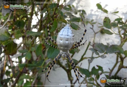 Thumbnail image #10 of the Banded-Garden-Spider