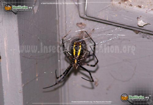 Thumbnail image #7 of the Banded-Garden-Spider