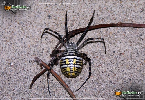 Thumbnail image #4 of the Banded-Garden-Spider
