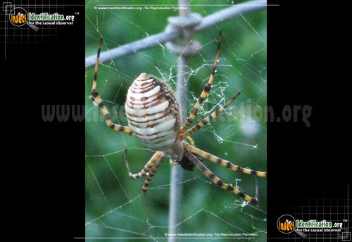 Thumbnail image #3 of the Banded-Garden-Spider