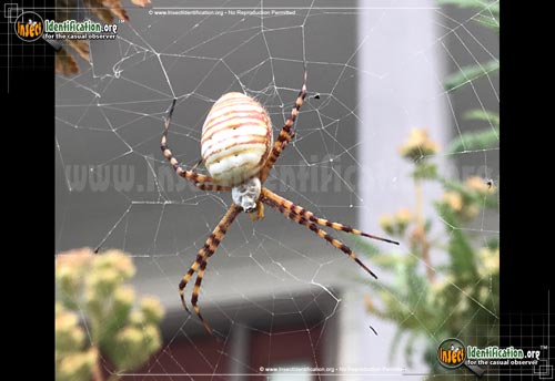 Thumbnail image #2 of the Banded-Garden-Spider