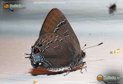 Thumbnail image of the Banded-Hairstreak-Butterfly